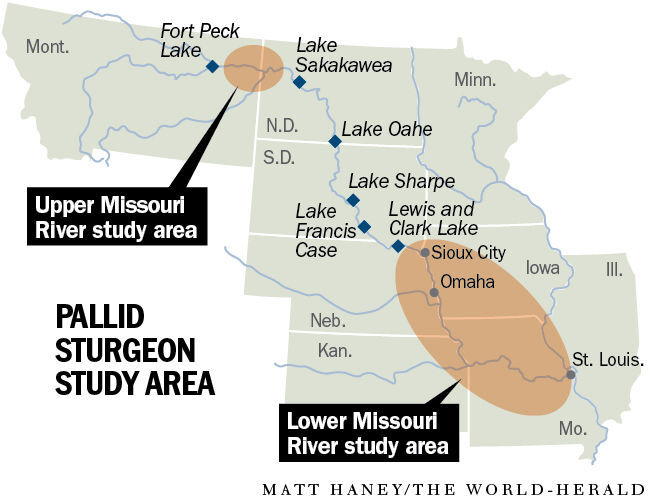 20201019_new_pallidsturgeon_map